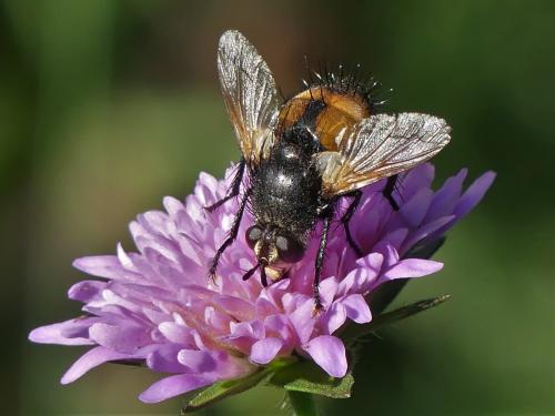 Nowickia ferox